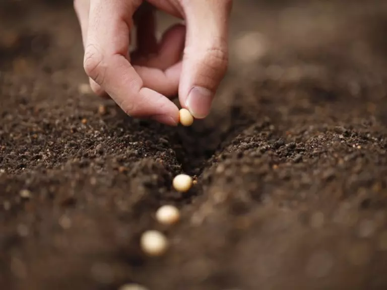 Destaque de Hoje: Agro Máquinas Portaria estabelece calendários de semeadura de soja para a safra 2022/2023